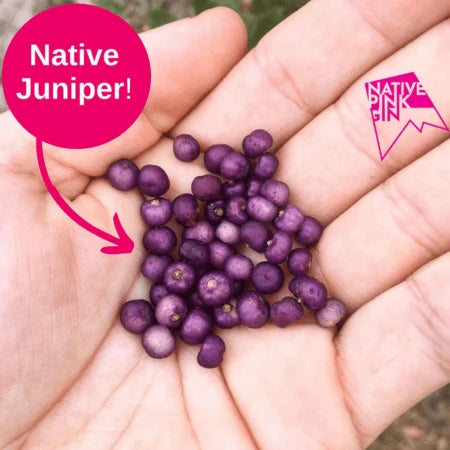 Native Pink Gin